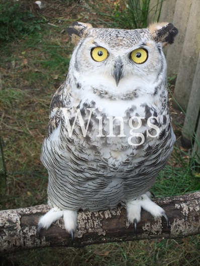 Our big breeding owls | Owl breeder Wings - Owl Owls | Owl breeder 